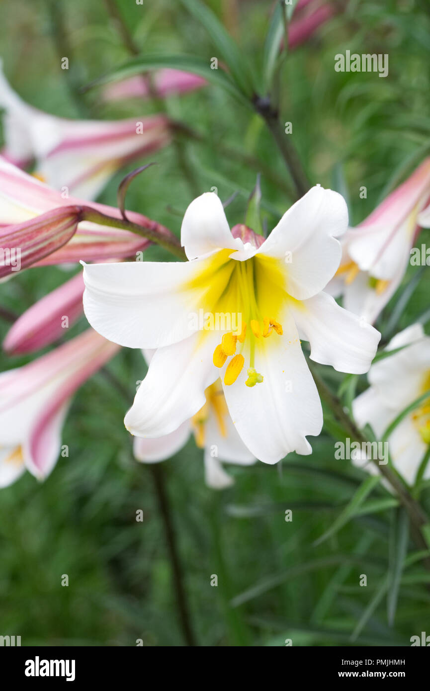 Lilium regale flowers. Stock Photo