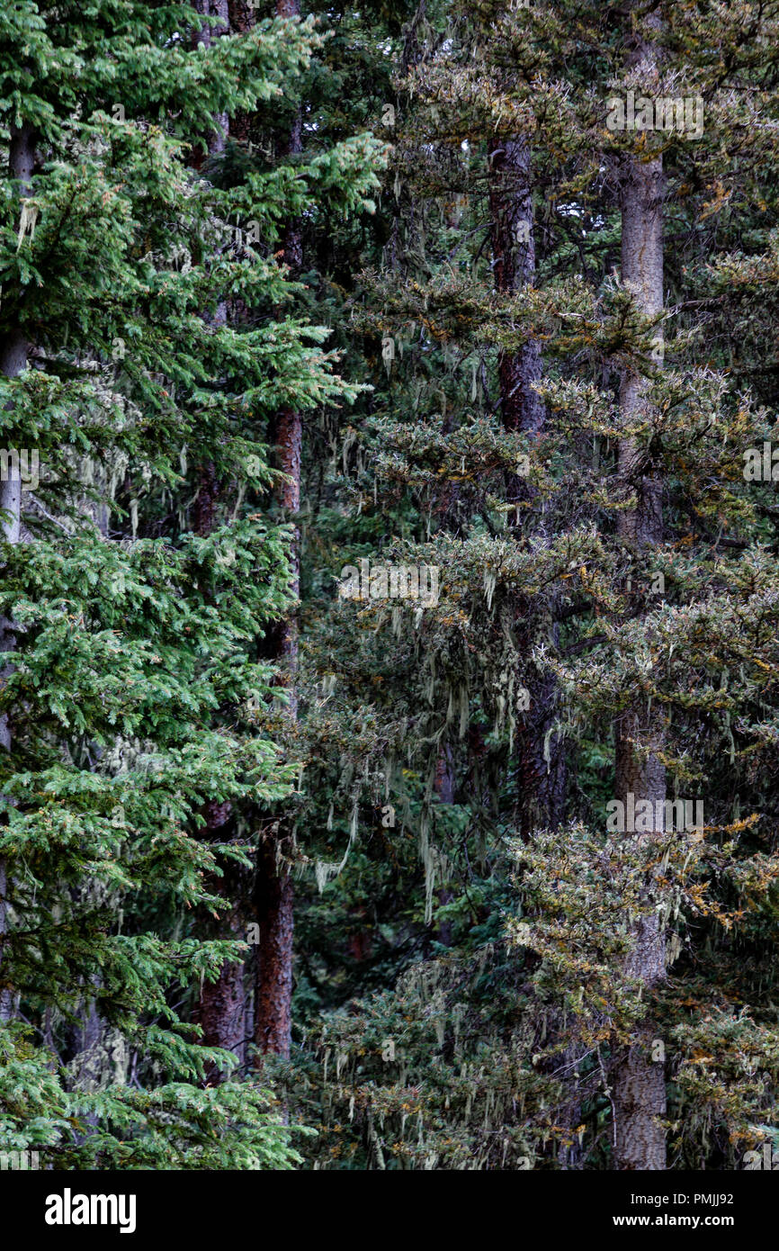 An evergreen forest canopy in the San Juan National Forest near Durango, CO. Very peaceful environment Stock Photo
