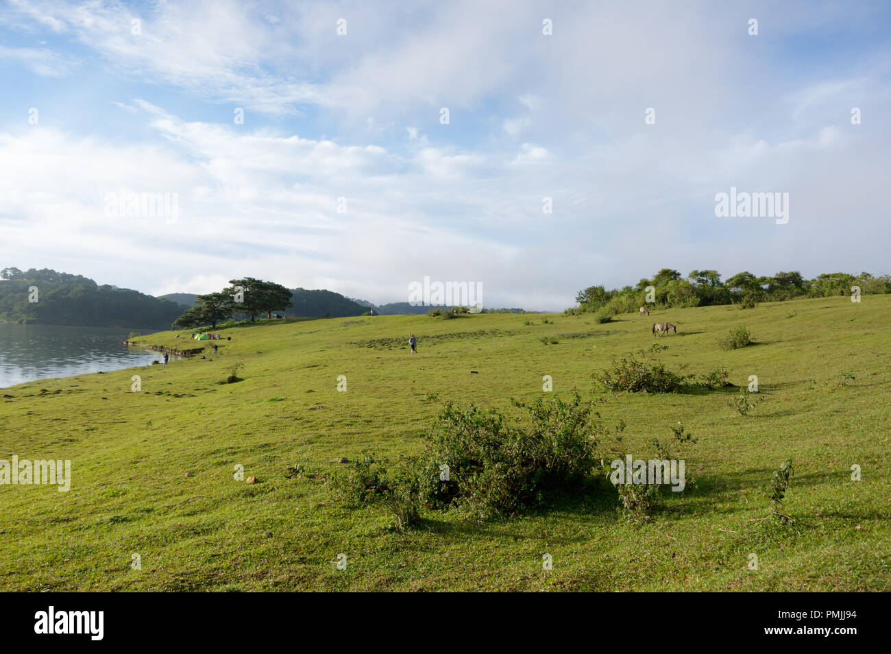 Pine forest and blue sky background with green meadow, grassland ...