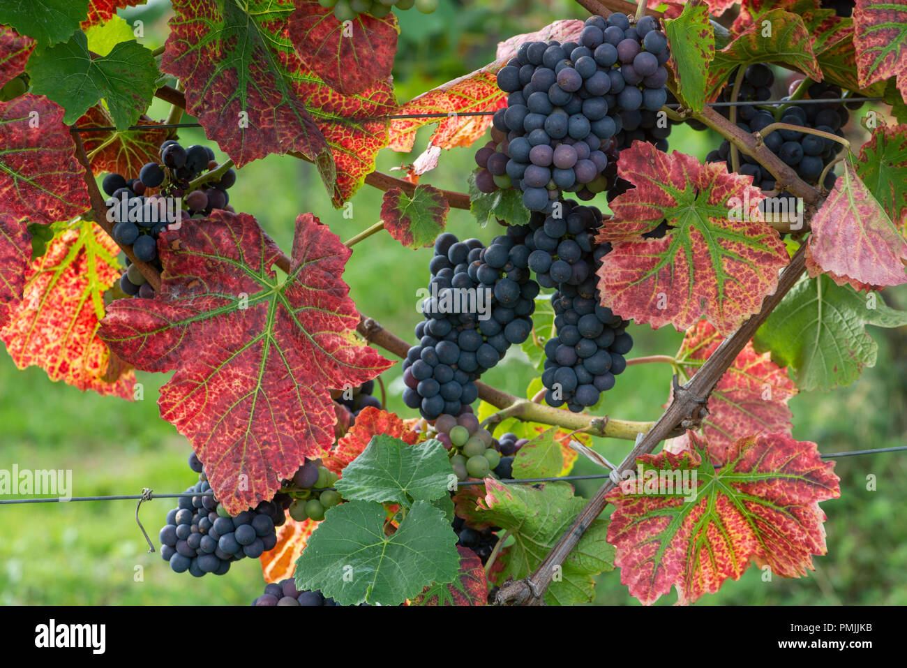 Black Grape: (Vitis vinifera) Surrey, UK Stock Photo