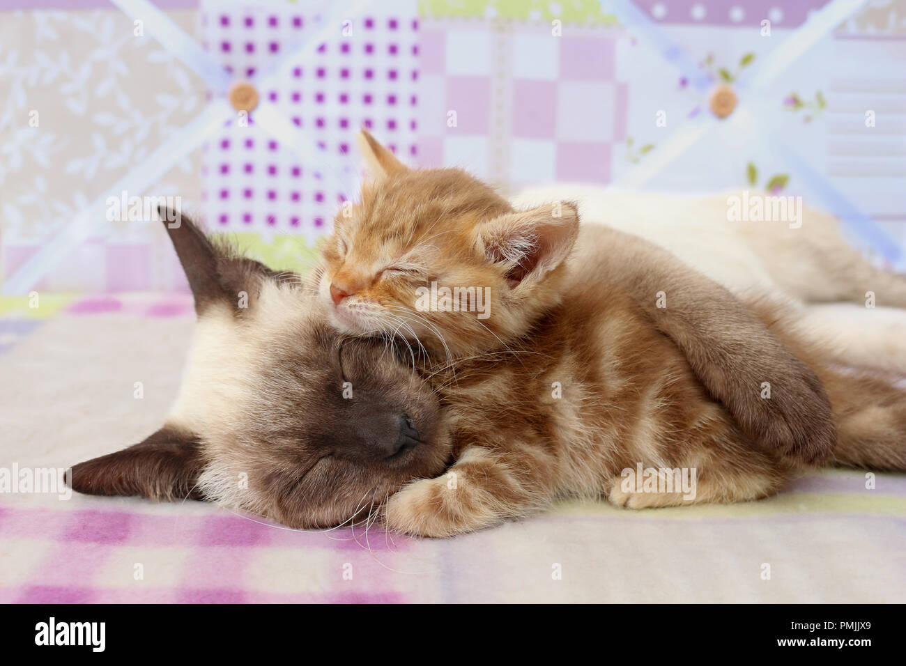 cat and kitten sleeping, seal point, red tabby Stock Photo