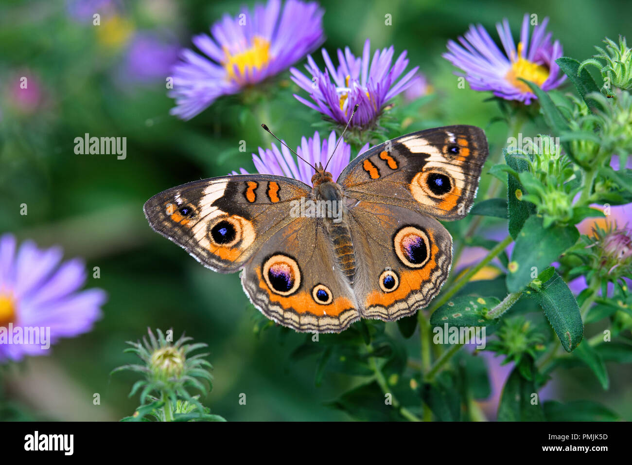 Junonia coenia, known as the common buckeye or buckeye on New England Aster. It is in the family Nymphalidae. Stock Photo