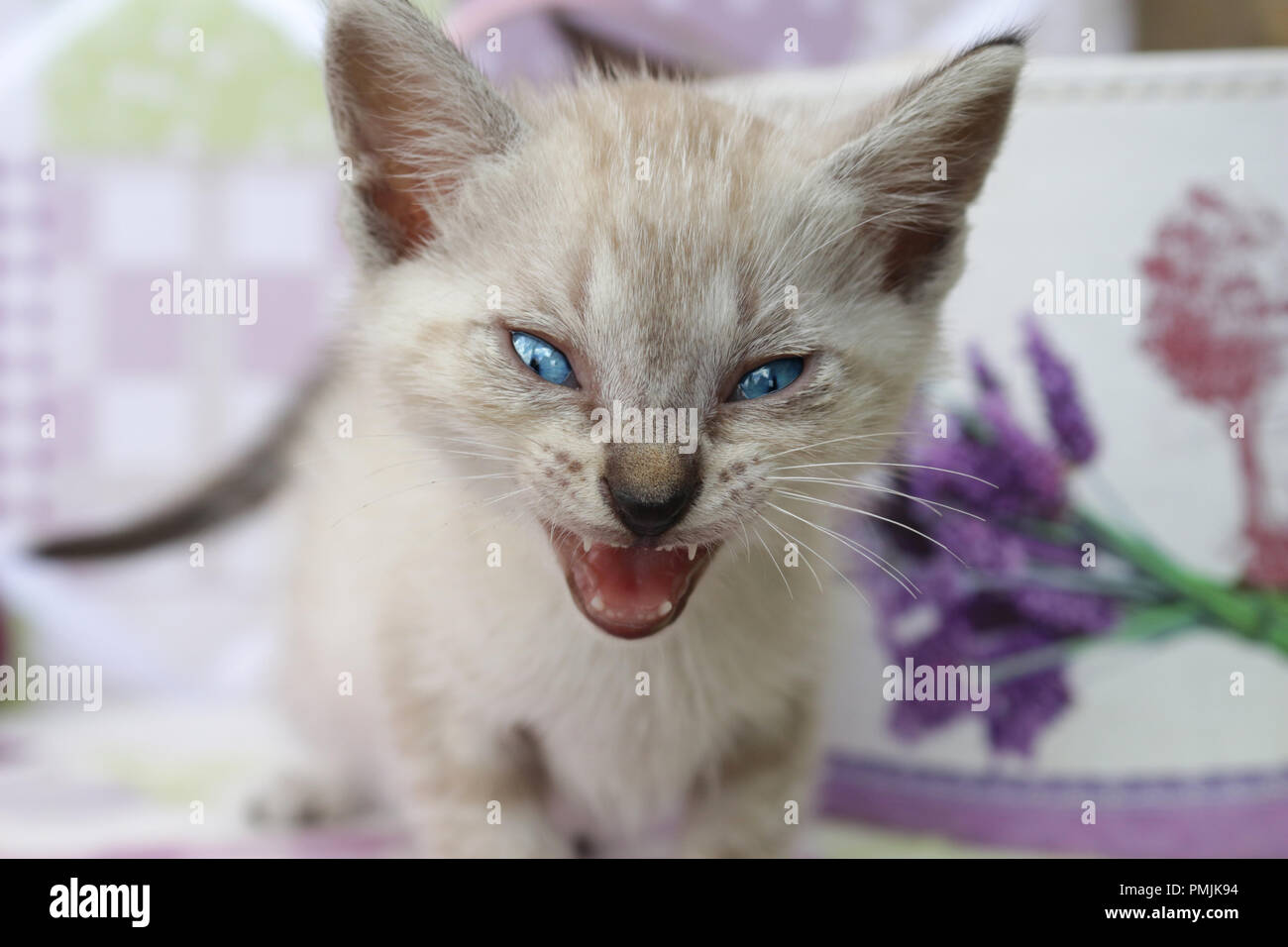 kitten, 5 weeks old, seal tabby point, give a funny yawn Stock Photo