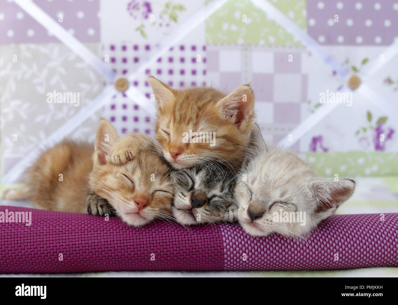 four kittens sleeping, red tabby, black tabby, tabby point, 5 weeks old Stock Photo