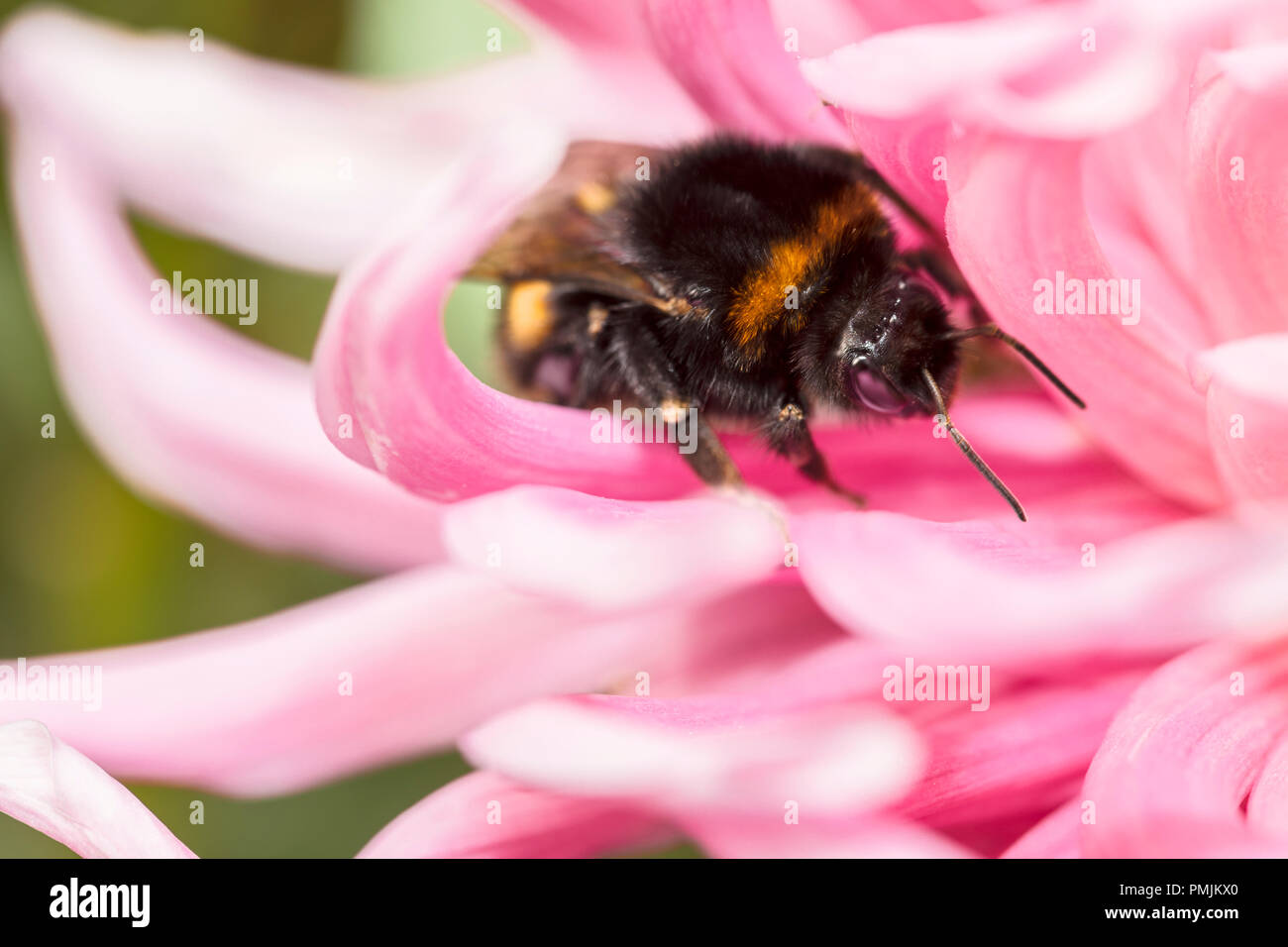 Cute bumblebee hi-res stock photography and images - Alamy