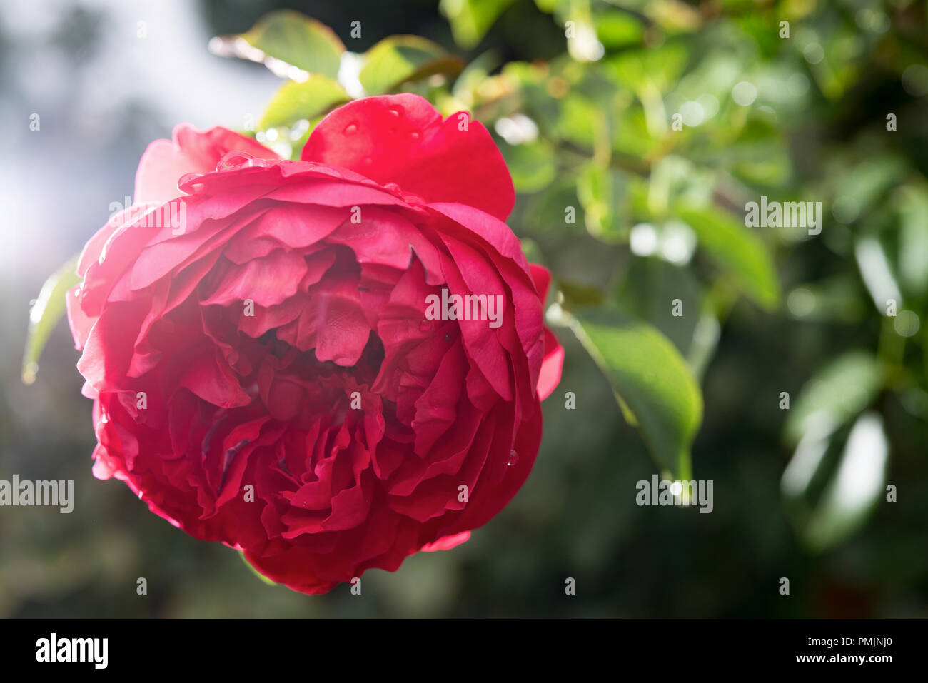 Page 2 - Florentina High Resolution Stock Photography and Images - Alamy