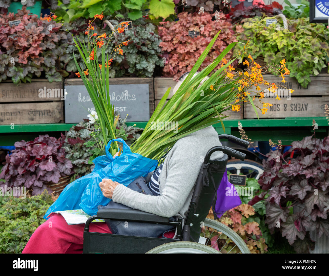 Elderly lady in a wheelchair holding a bought crocosmia plant at RHS Wisley flower show 2018. RHS Wisley Gardens, Surrey, UK Stock Photo