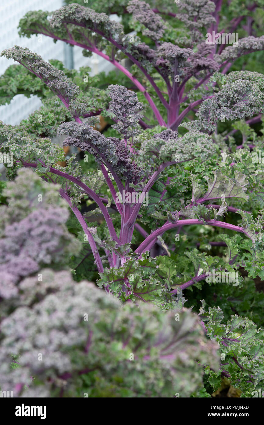 Brassica oleracea. Kale redbor Stock Photo
