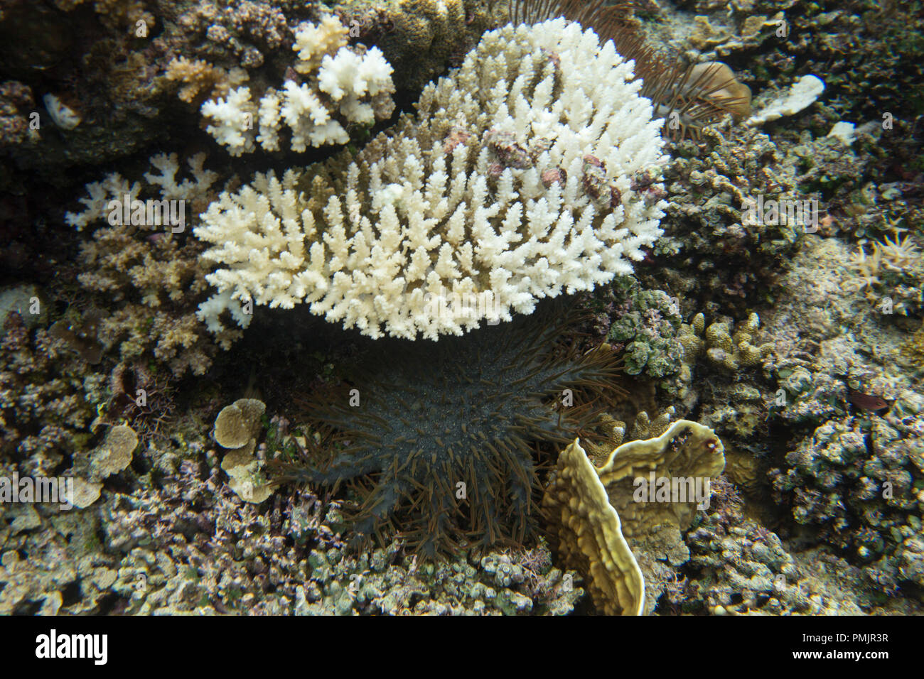 crown of thorns starfish eating corals in Indonesia Stock Photo Alamy
