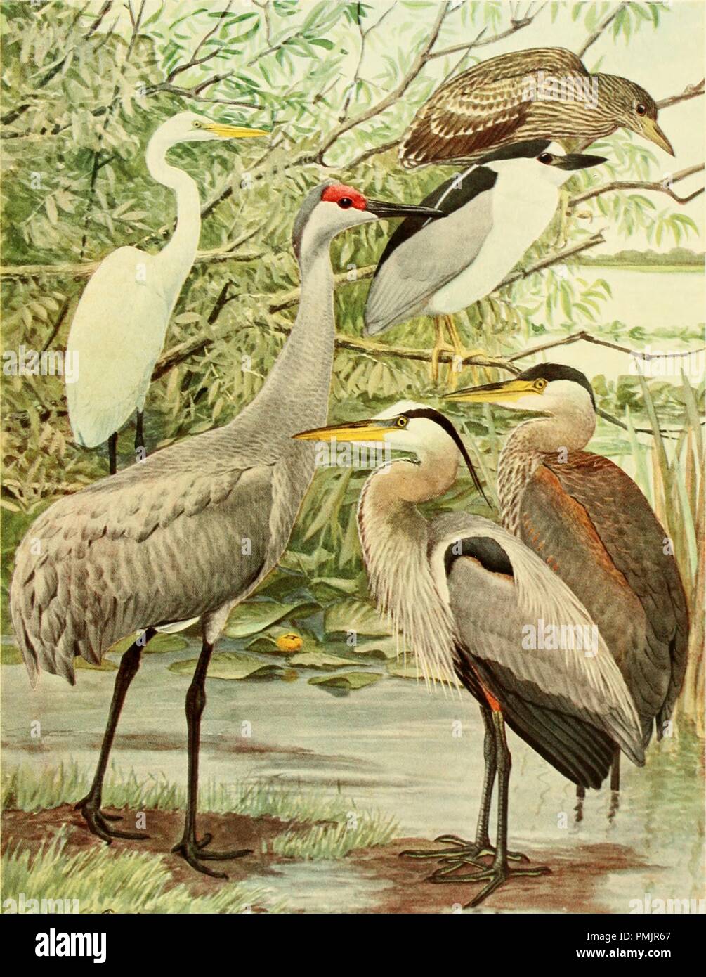 Drawing of different variations of Herons, American Egret (Herodias Egretta), Sandhill Crane (Grus Mexicana), Black-crowned Night-Heron (Nycticorax Nycticorax Naevius) and Great Blue Heron (Ardea Herodias Linnaeus), from the book 'Birds of New York', 1914. Courtesy Internet Archive. () Stock Photo