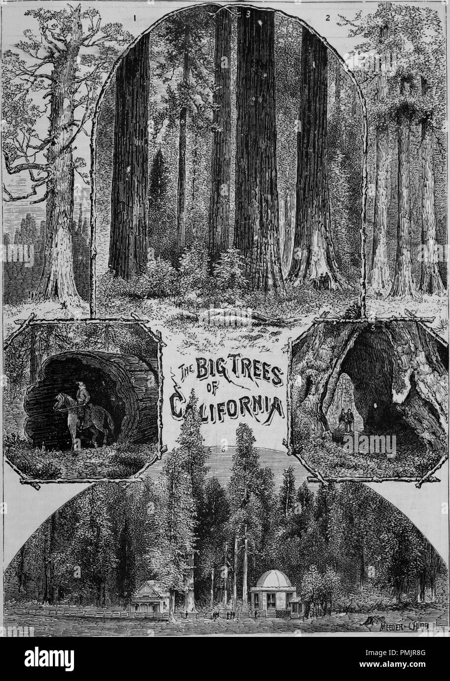 Engravings of the big trees of California, Grizzly Giant at Mariposa Grove, Three Graces at Calaveras Group, Trees at Mariposa Groove, trunk of a big tree at Mariposa Grove, natural arch at Mariposa Grove, big trees at Calaveras Group, from the book 'The Pacific tourist', 1877. Courtesy Internet Archive. () Stock Photo