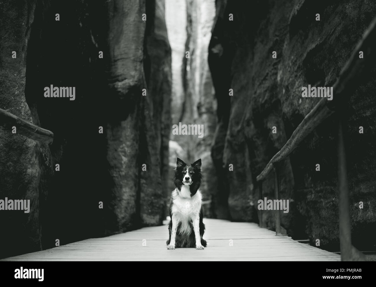 Black and White Portrait Dog Sitting on the Wooden Walkway between High Rocks. Black and White Border Collie in Sandstones Cliffs. Stock Photo