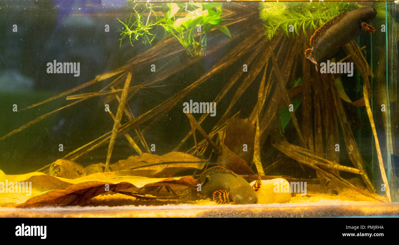 Beautiful swamp planted freshwater aquarium with fishes Stock Photo