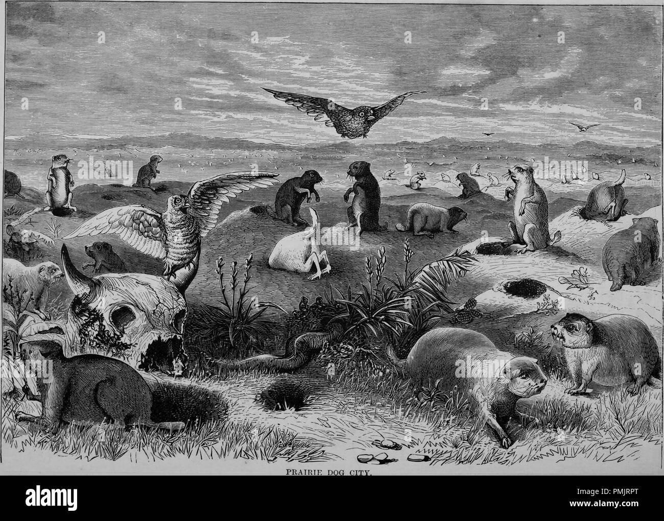 Engraving of the Prairie Dog City, from the book 'The Pacific tourist', 1877. Courtesy Internet Archive. () Stock Photo