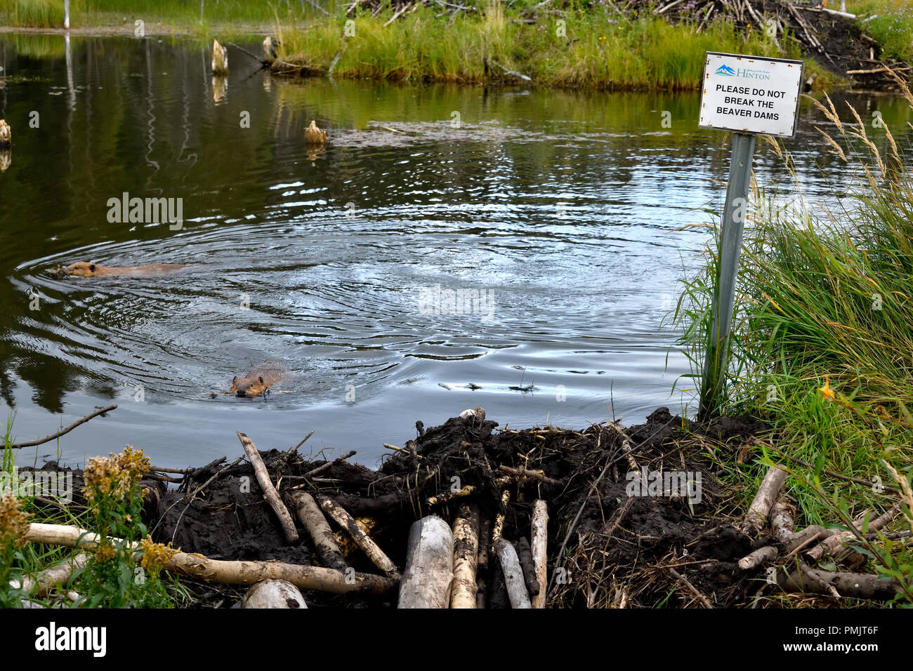 A landscape image of beaver pond with two beavers (Castor canadensis), swimming in the water and a sign that asks please do not break the beaver dam Stock Photo