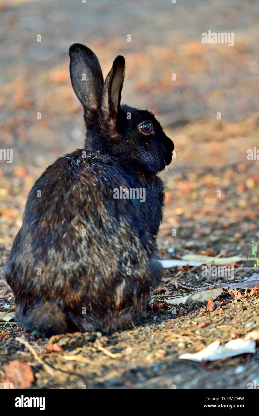 Rabbit Running Stock Photos & Rabbit Running Stock Images Alamy