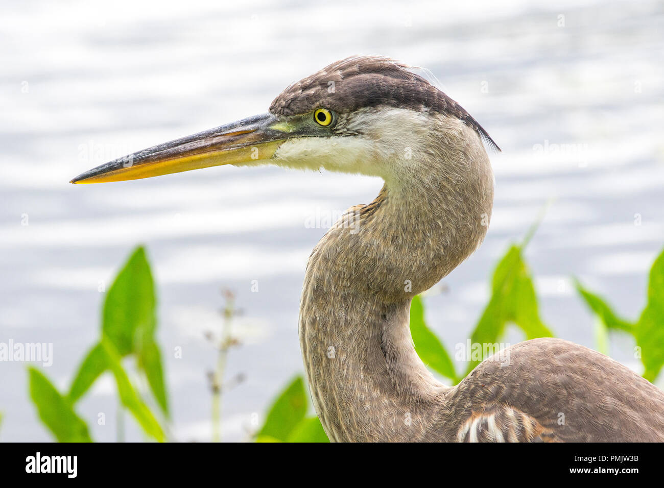Portrait of a Great Blue Heron (Ardea herodias) in front of water. Stock Photo