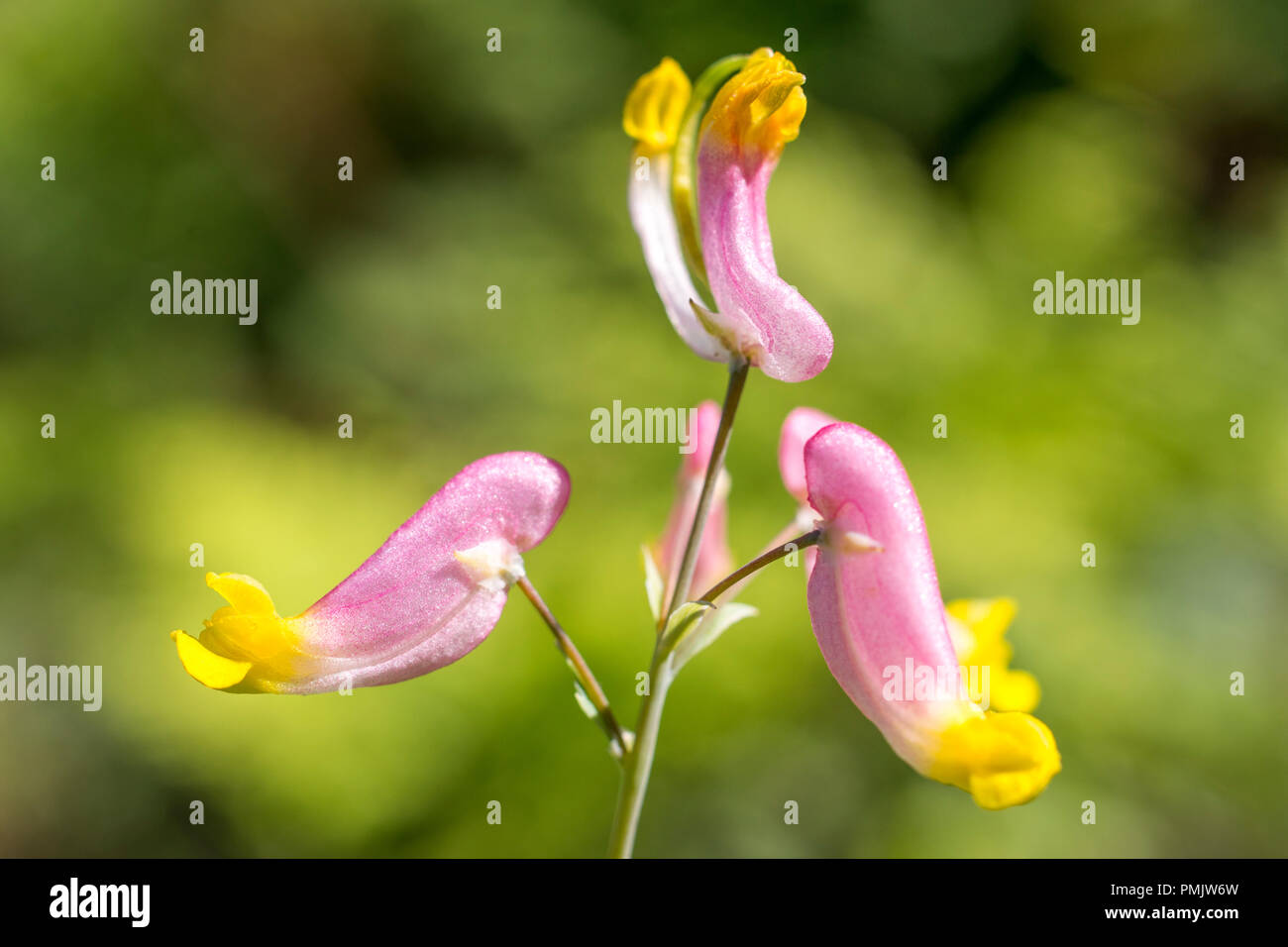 Pink Corydalis (Capnoides sempervirens) flowers up close. Stock Photo