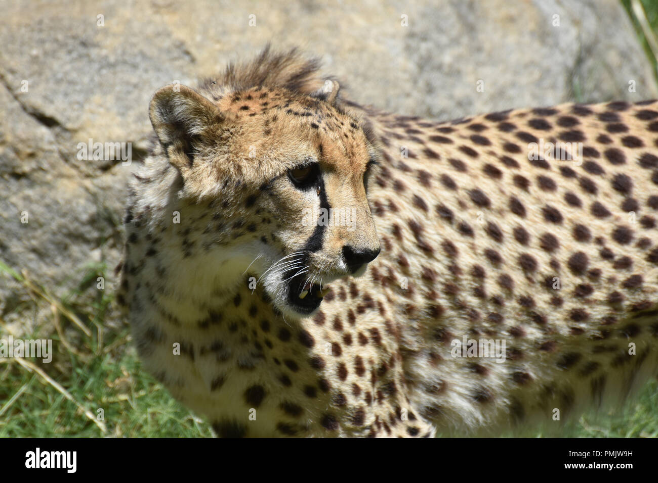 Ruffled fur and panting cheetah cat with his mouth open Stock Photo Alamy