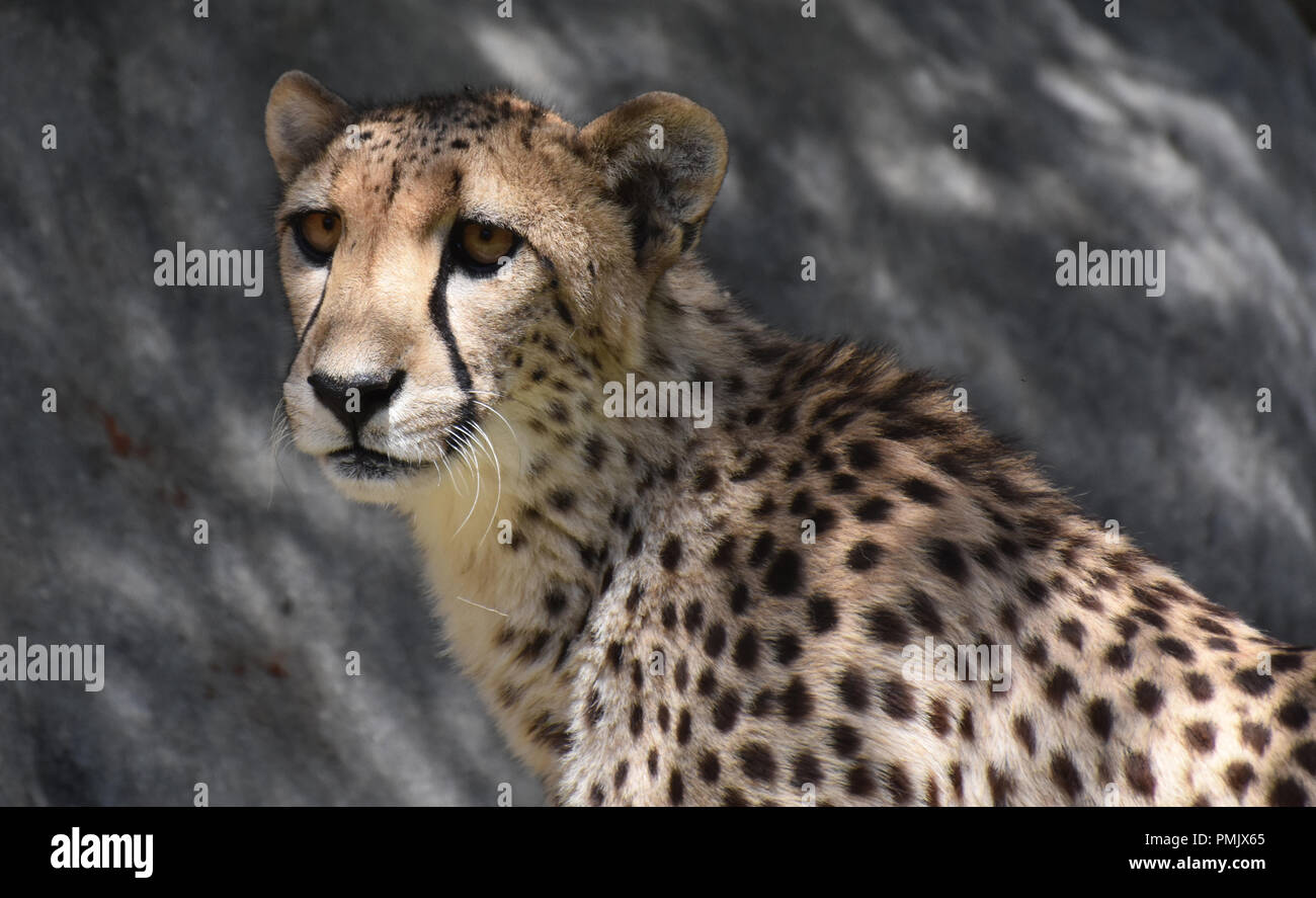 Up close look at the face of a cheetah cat Stock Photo Alamy