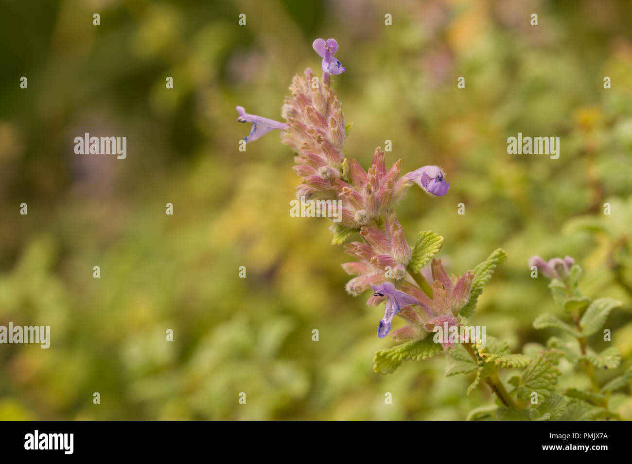 Nepeta cataria var citriodora  commonly known as catnip, catswort, and catmint, is a species of the genus Nepeta in the family Lamiaceae Stock Photo