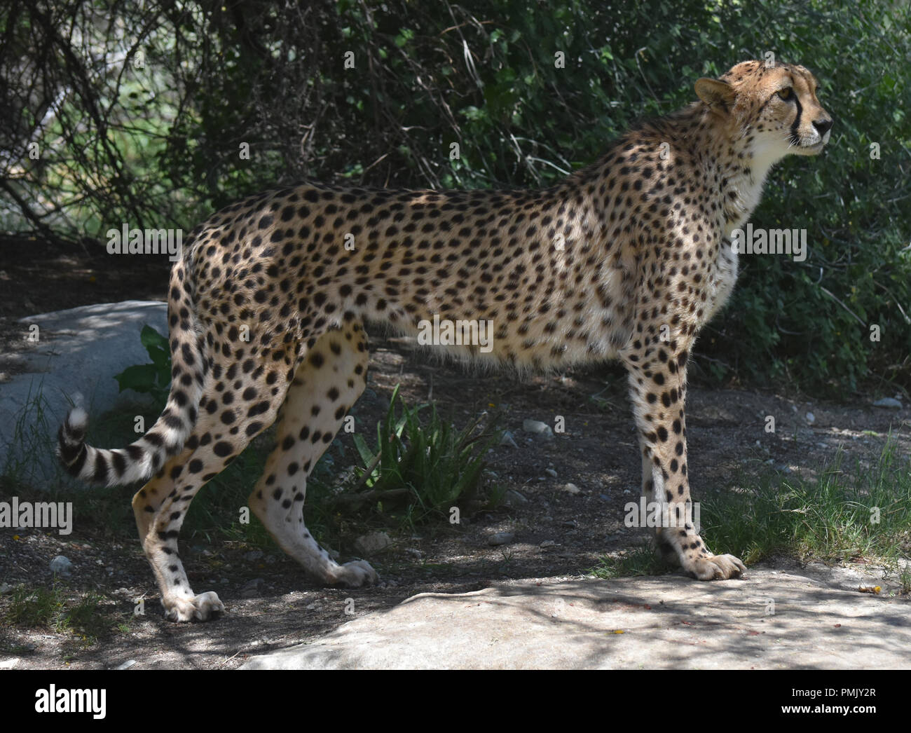 Large Rarge Cheetah Gorgeous sleek profile of a large cheetah cat Stock Photo - Alamy