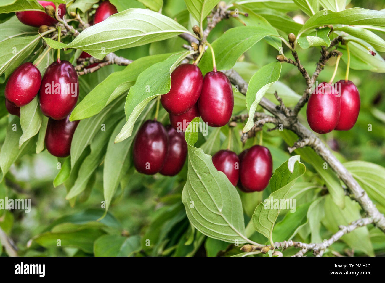 Cornus mas ' Jolico ', Cornelian cherry, Edible red berries on branch Stock Photo