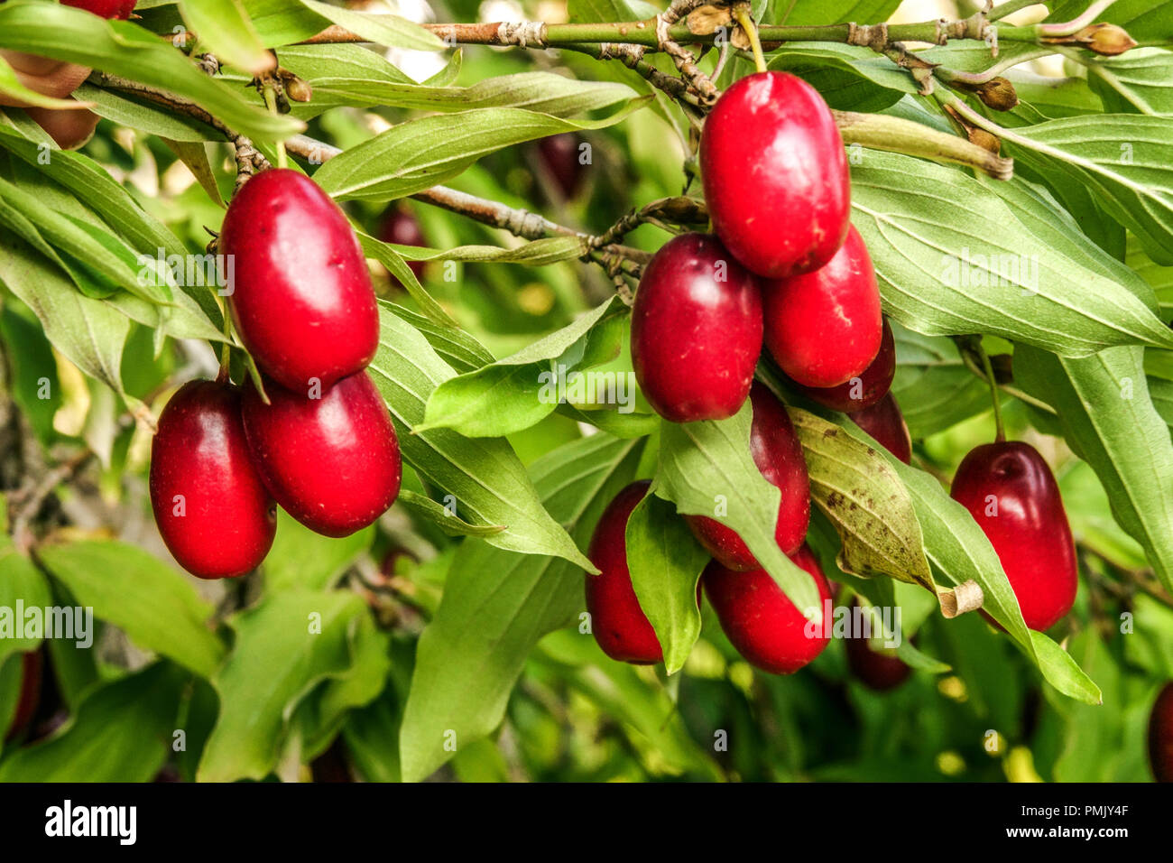 Cornelian cherry, Edible red berries, Cornus mas ' Jolico ' Stock Photo