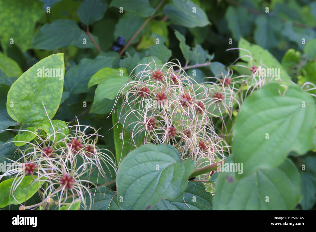 Old mans beard tree hi-res stock photography and images - Alamy