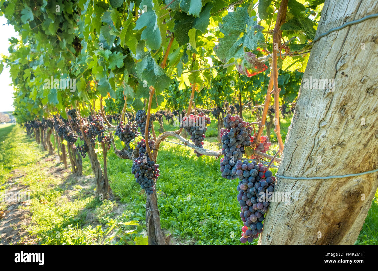 Purple grapes hang low on the vines at a vineyard in Niagara on the Lake, Ontario,Canada Stock Photo