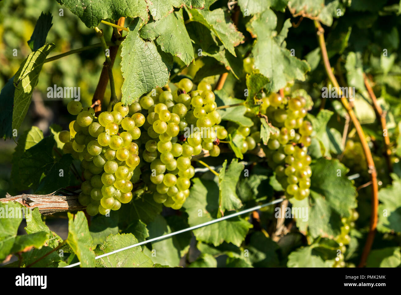 Green grapes hang on sunlit vines in Niagara on the Lake, Ontario, Canada, Stock Photo
