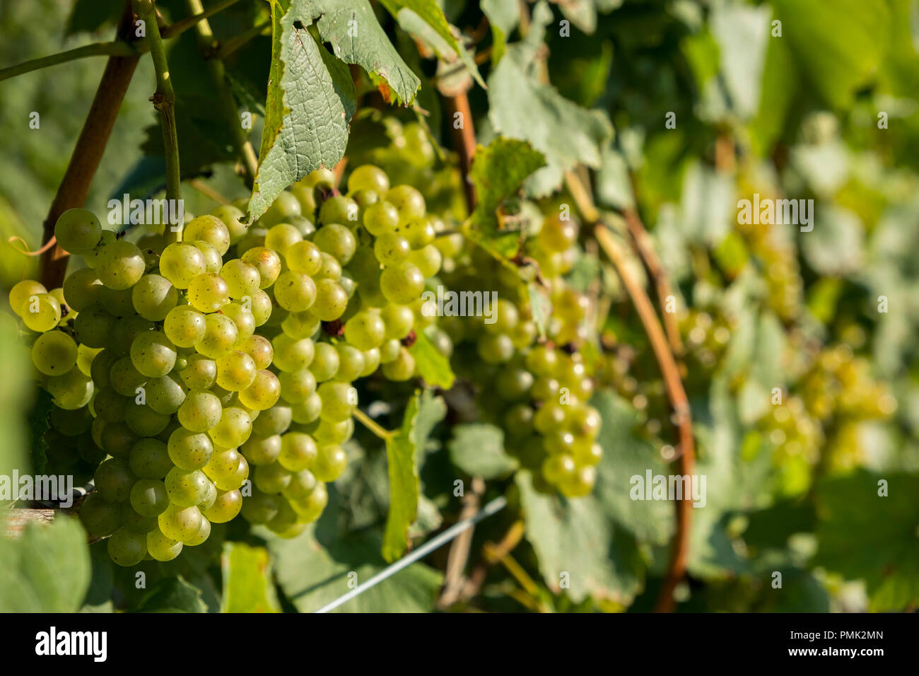 Clusters of green grapes hang on vines in a vineyard in Niagara on the Lake, Ontario, Canada, Stock Photo