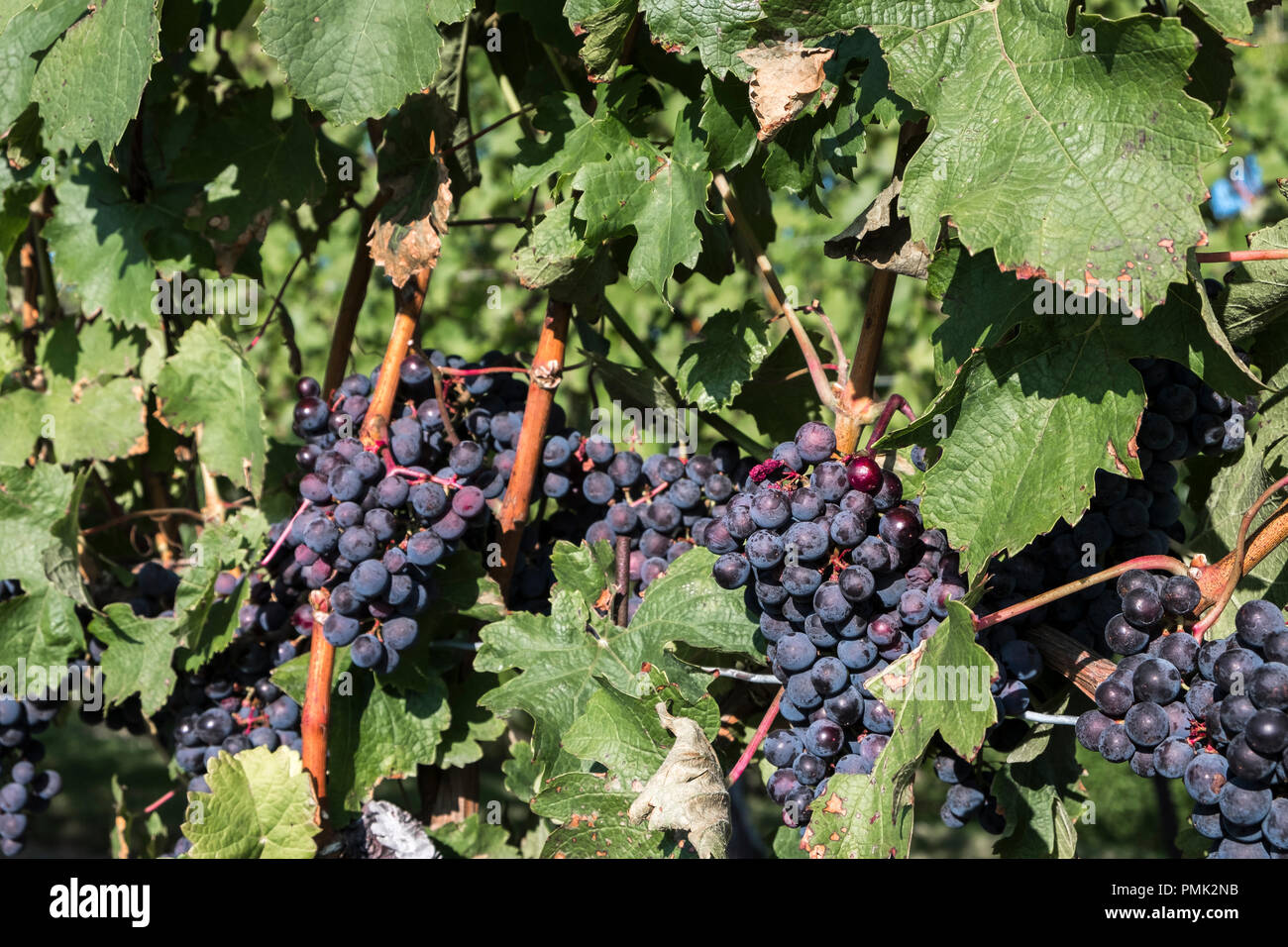 Purple grapes ready for harvest hang of the vines in Niagara on the Lake, Ontario, Canada, Stock Photo