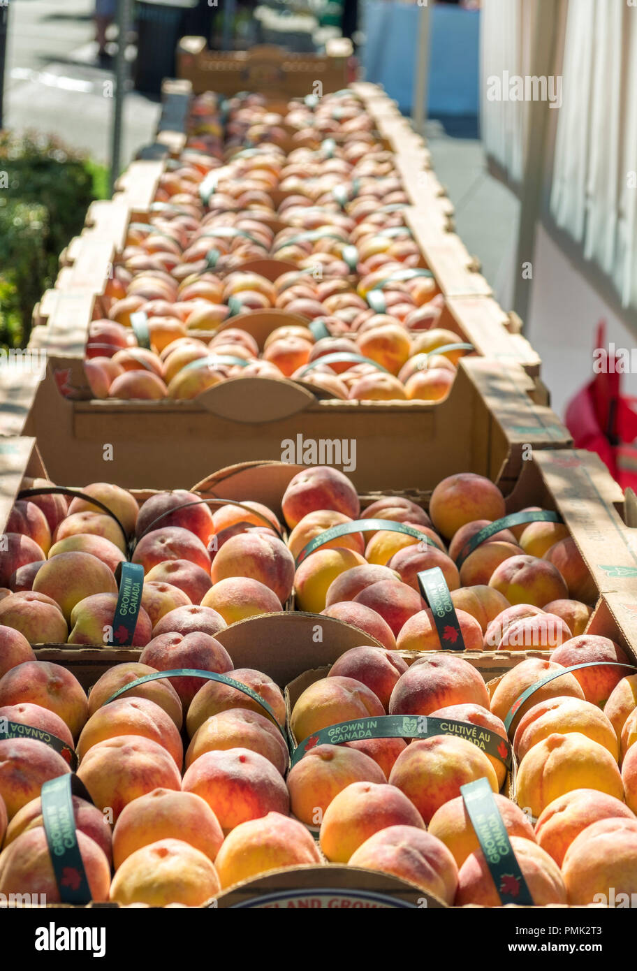 boxes of peaches in baskets ready for the market. Stock Photo