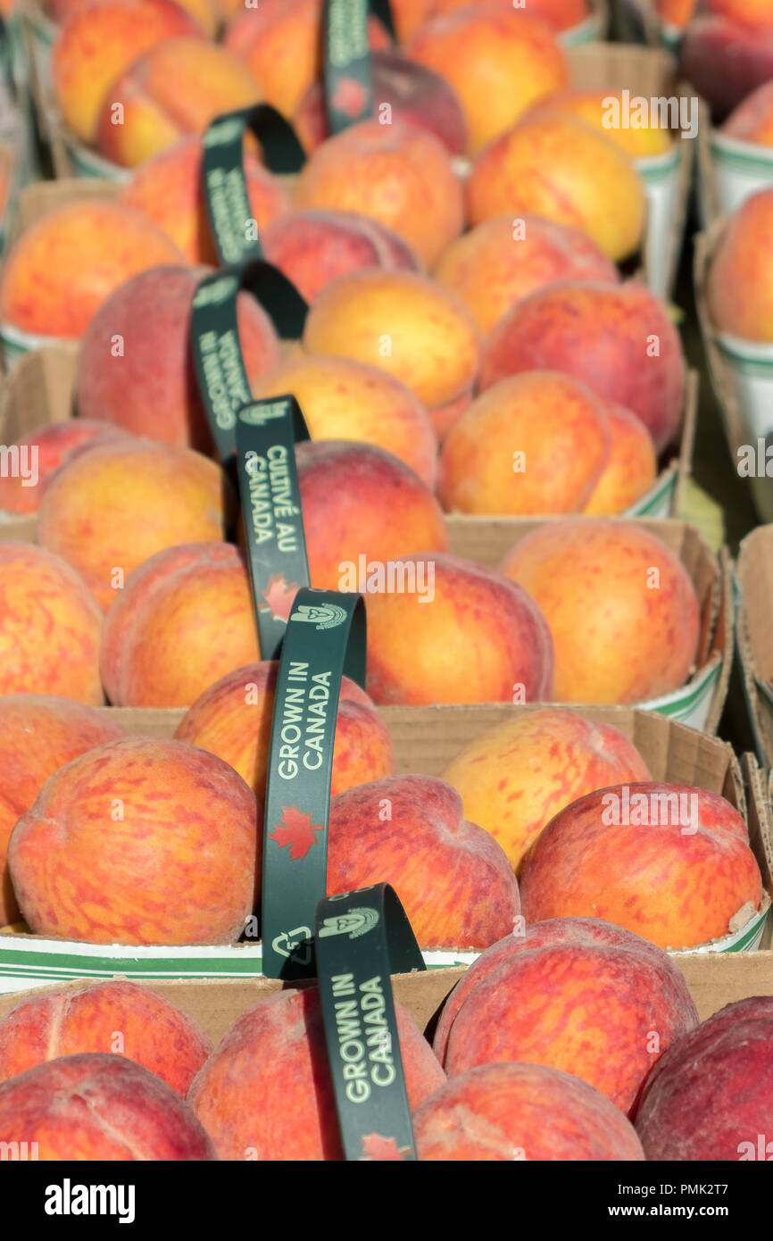 Freshly picked peaches fill baskets at a market in Niagara on the Lake, Canada. Stock Photo
