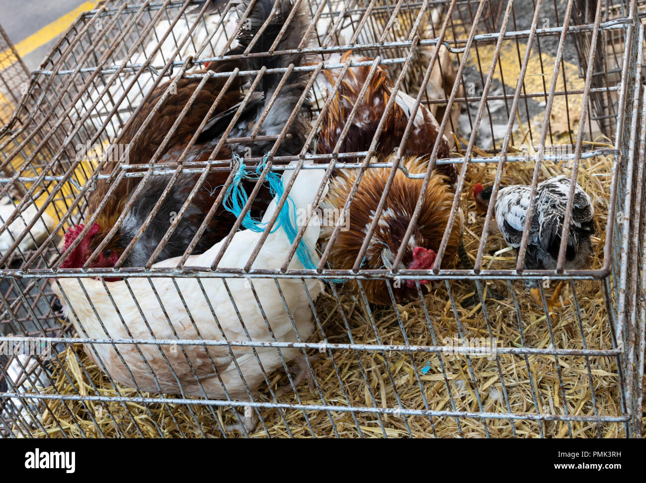Market where live animals are caged for sale Stock Photo Alamy