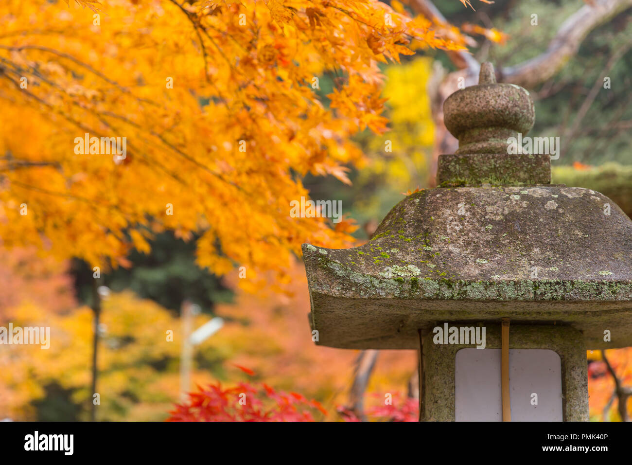 Japanese maple autumn fire hi-res stock photography and images - Alamy