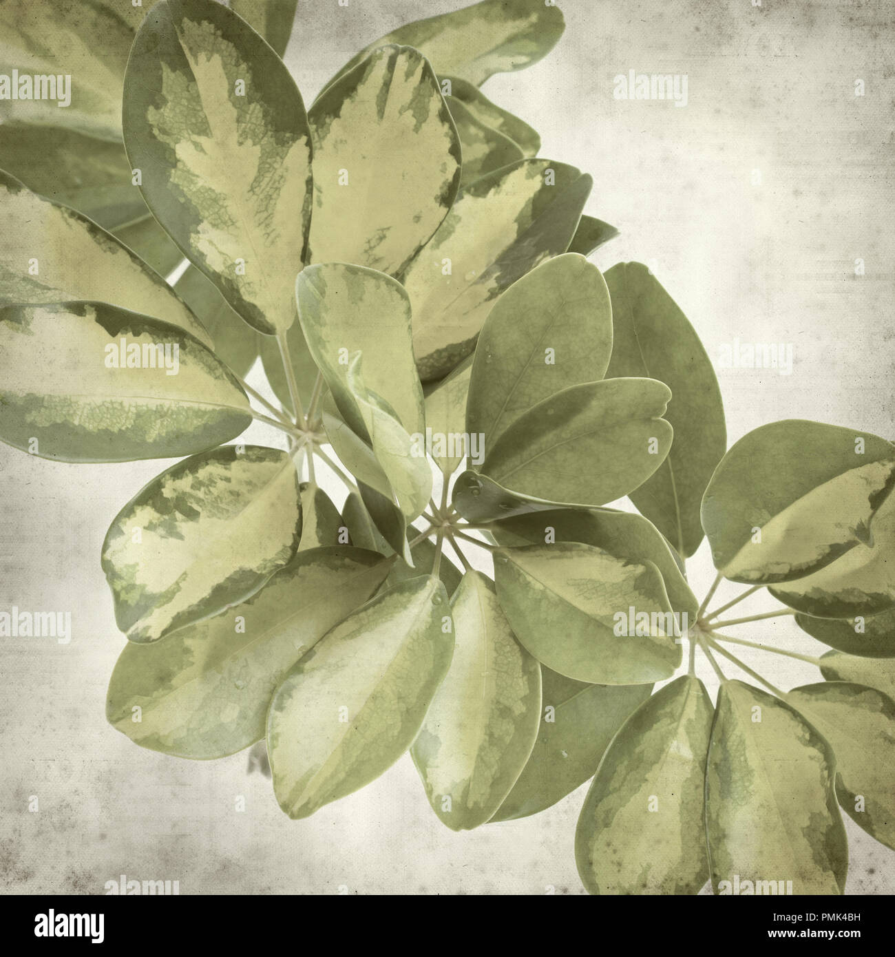textured old paper background with variegated leaves of dwarf umbrella tree Stock Photo