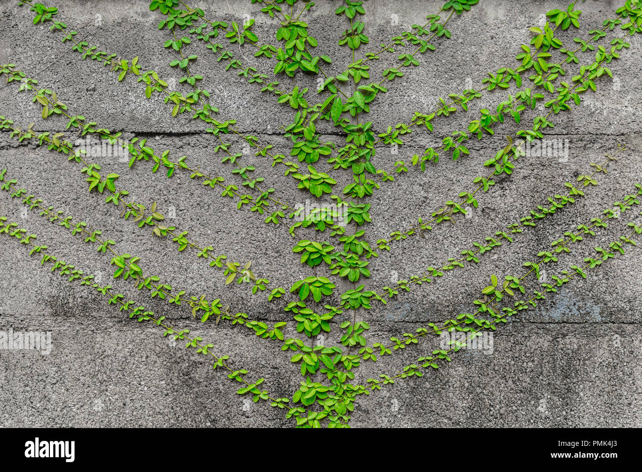 creeping vine green plant grown spread Stock Photo Alamy