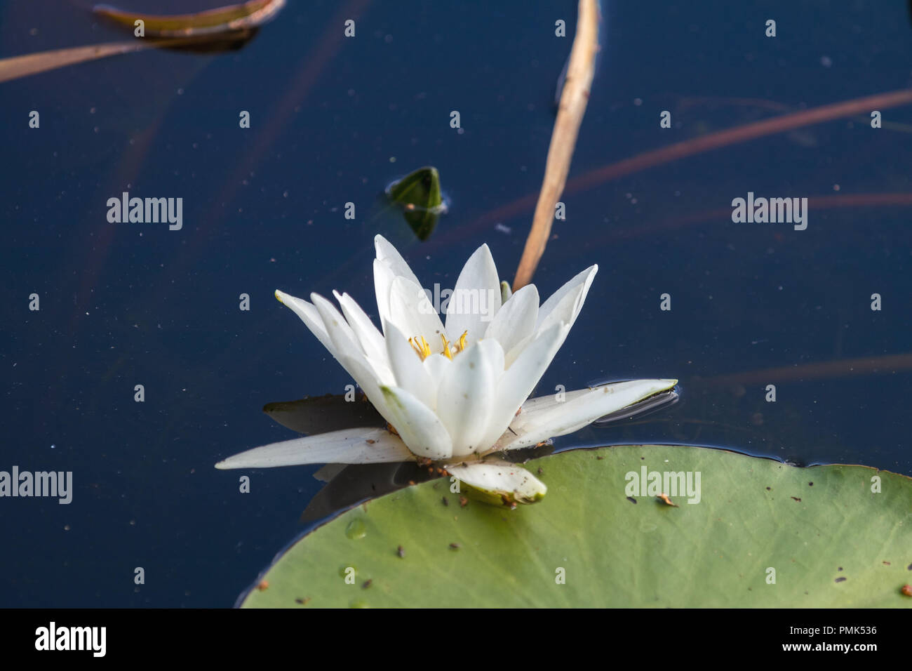 White water lily in a pond. Nymphaea alba. Beautiful white water lily