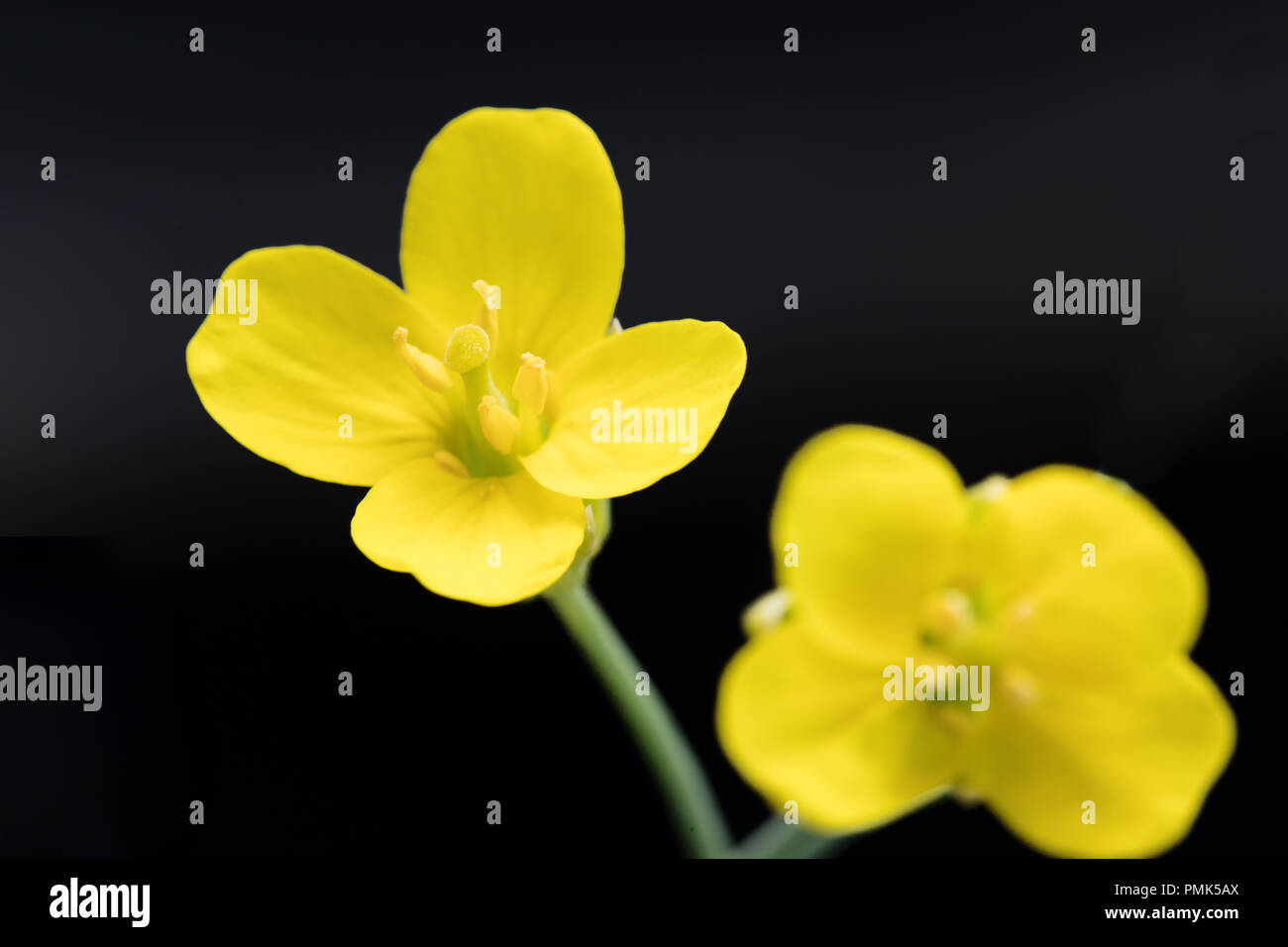 Open canola flower close up with style and stigmas Stock Photo - Alamy