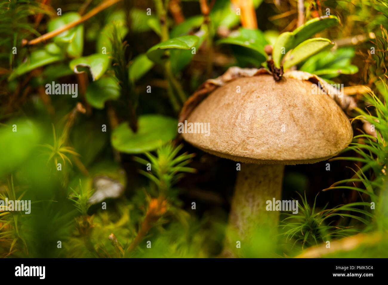 Mushroom brown cap boletus in forest. Natural landscape Stock Photo Alamy