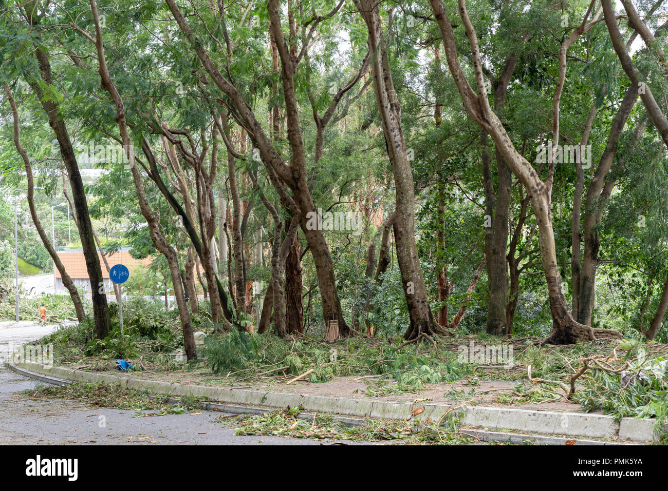 HONG KONG, SEP 17, 2018: Tree fall down and blocking the path, , after Super Typhoon Mangkhut hit Hong Kong Stock Photo