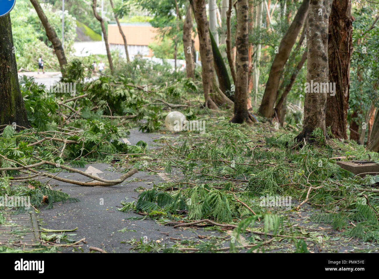 HONG KONG, SEP 17, 2018: Tree fall down and blocking the path, , after Super Typhoon Mangkhut hit Hong Kong Stock Photo