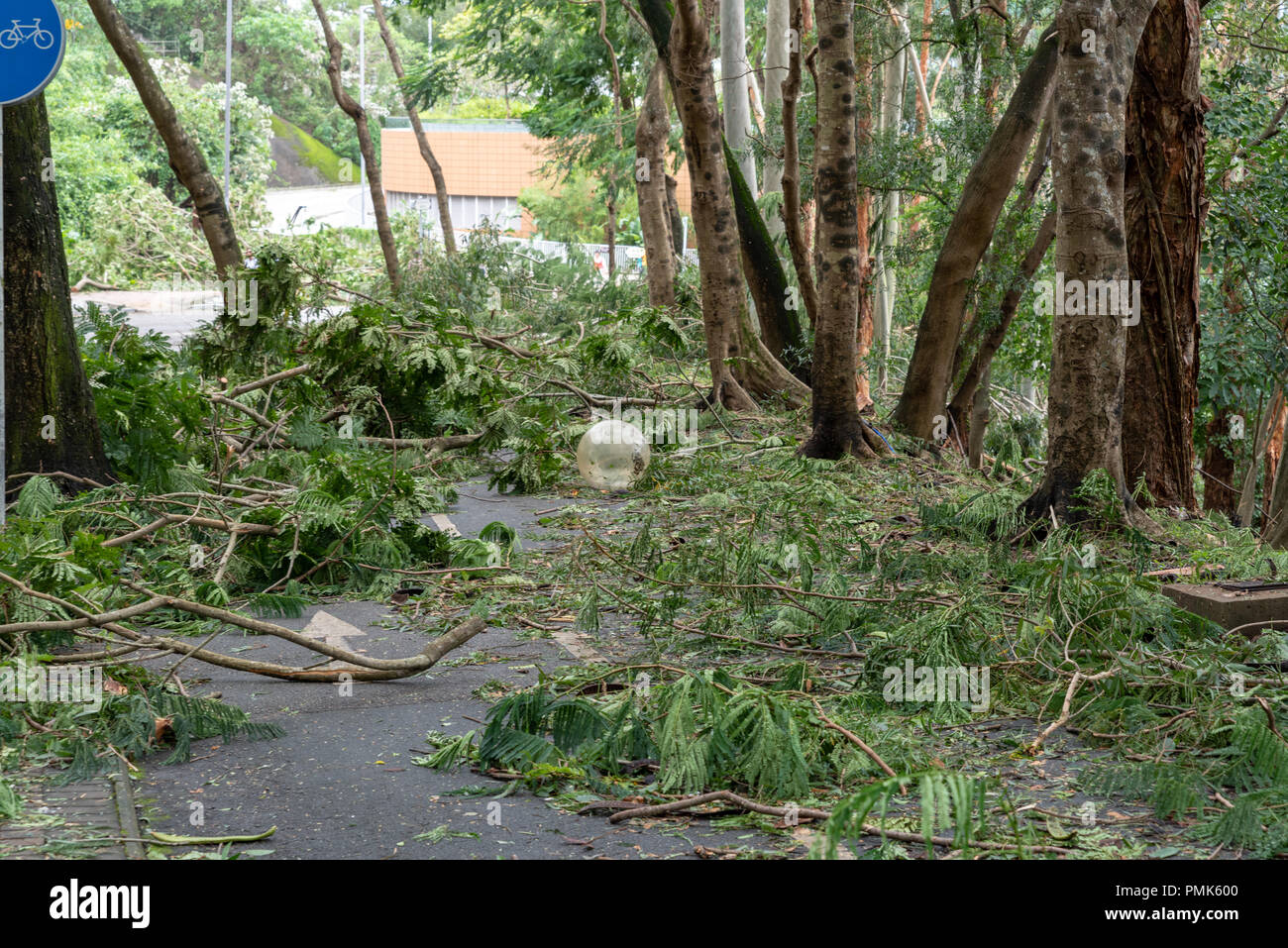 HONG KONG, SEP 17, 2018: Tree fall down and blocking the path, , after Super Typhoon Mangkhut hit Hong Kong Stock Photo