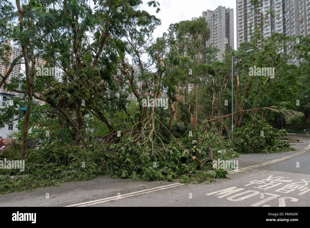 HONG KONG, SEP 17, 2018: Tree fall down and blocking the path, , after Super Typhoon Mangkhut hit Hong Kong Stock Photo