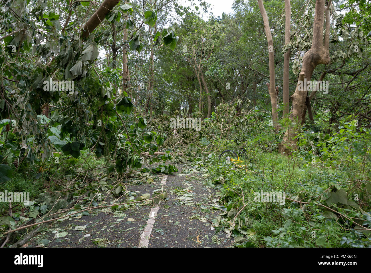 HONG KONG, SEP 17, 2018: Tree fall down and blocking the path, , after Super Typhoon Mangkhut hit Hong Kong Stock Photo