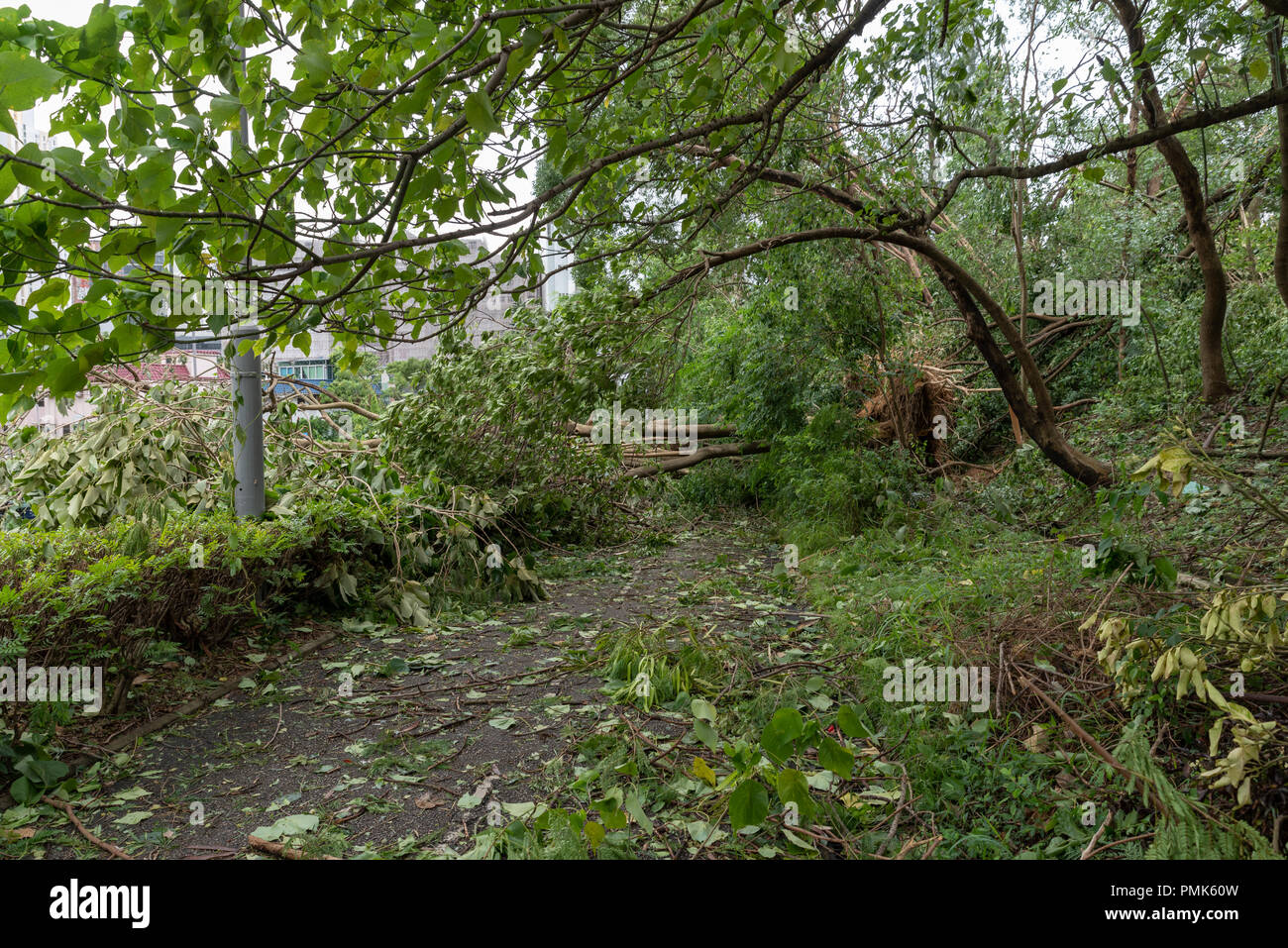 HONG KONG, SEP 17, 2018: Tree fall down and blocking the path, , after Super Typhoon Mangkhut hit Hong Kong Stock Photo