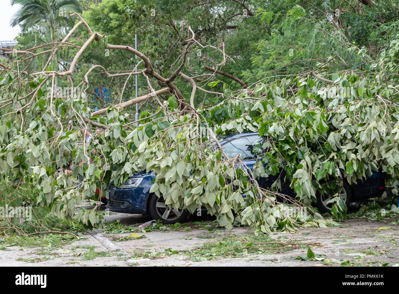HONG KONG, SEP 17, 2018: Tree fallen on top of parking car, after Super Typhoon Mangkhut hit Hong Kong. Stock Photo