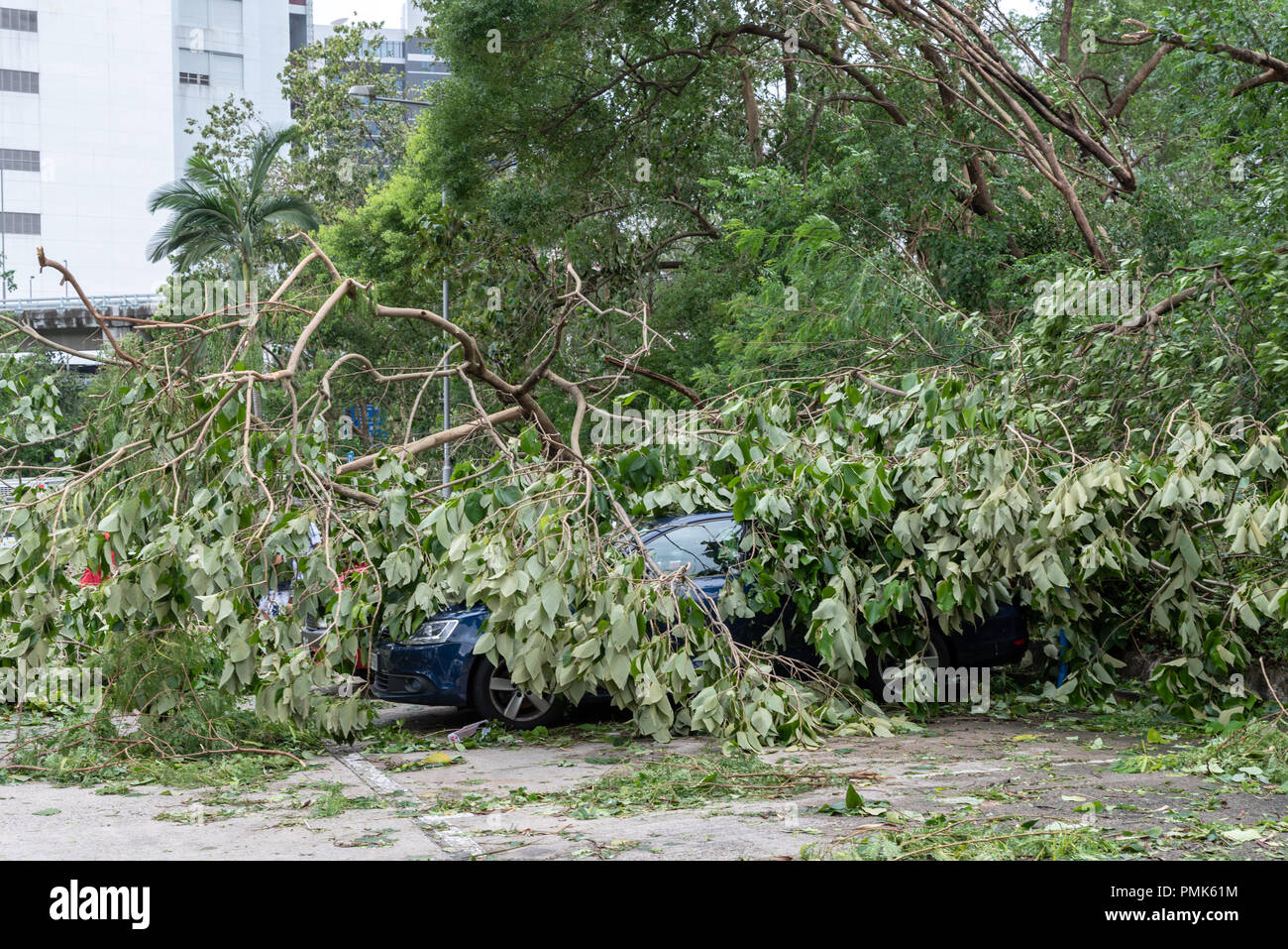 HONG KONG, SEP 17, 2018: Tree fallen on top of parking car, after Super Typhoon Mangkhut hit Hong Kong. Stock Photo